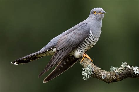 guide  cuckoos     britain    species   decline countryfilecom