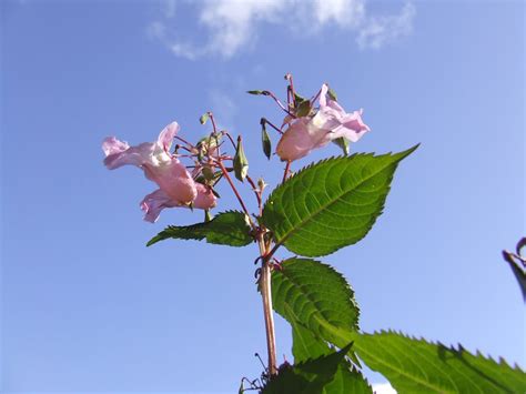 scottish invasives himalayan balsam