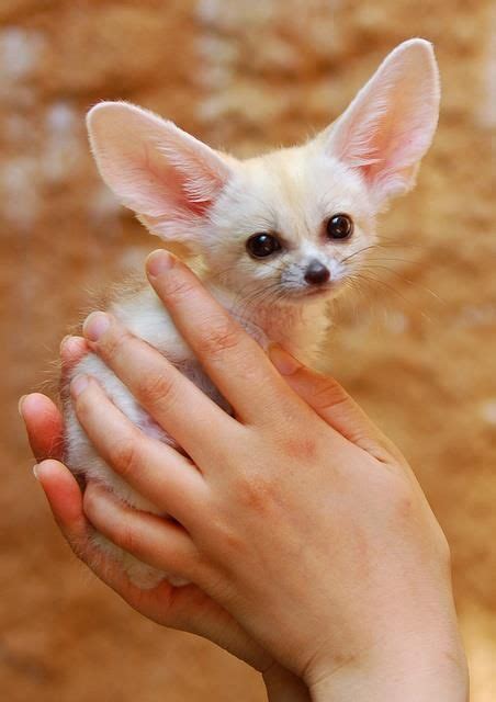 cute fennec fox aminals pinterest fennec fox  animal