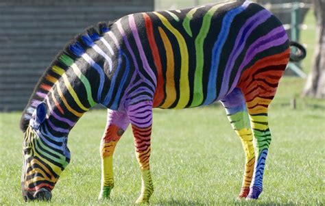 horse zebra    color  wonderful world  animals
