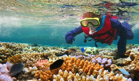 great barrier reef experience qld education experiences