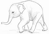Baby Coloring Gajah Ausmalbild Mewarnai Elefanten Babyelefant Niedlicher Supercoloring Sketsa Colorare Disegni Hewan Elephants Step Elefante Mignon Kostenlos Dumbo Elefantes sketch template