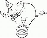 Circus Coloring Elefante Malvorlage Ausmalbild Malvorlagen Dieren Balancing Equilibrista Clown Elephants Kleurplaten Skim Gs sketch template