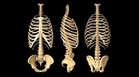 anatomy of the human rib cage