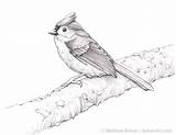 Titmouse Tufted Drawing sketch template