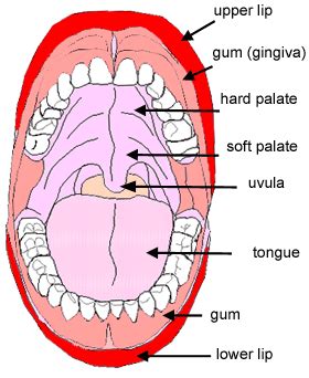 diagram   mouth general wiring diagram