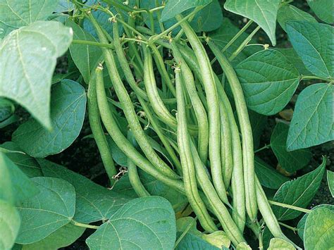 grow french  runner beans saga