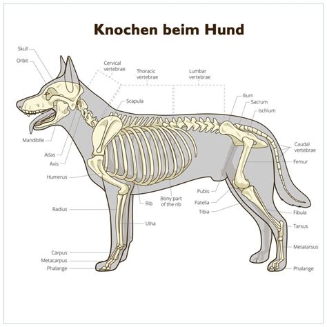 lehre folge uns verdrehte bild skelett hund sich verlassen auf versuch