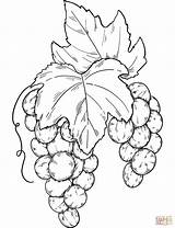 Grapes Bunch Supercoloring sketch template