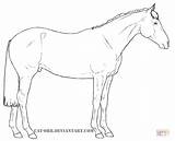 Coloring Horse Pages Australian Stock Drawing Printable sketch template