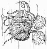 Octupus Nautilus Coloring sketch template