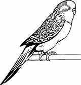 Coloring Pages Parakeet Budgie Drawing Drawings Bird Awesome Kids Outline Color Print Parrot Animal Simple Choose Board Comments Coloringsun Cool sketch template
