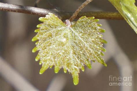 muscadine leaf photograph  maxine billings