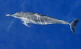 Image result for "stenella Longirostris". Size: 162 x 98. Source: www.ozanimals.com