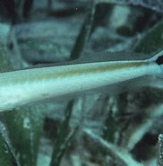 Afbeeldingsresultaten voor "malacanthus Plumieri". Grootte: 182 x 182. Bron: fishbiosystem.ru