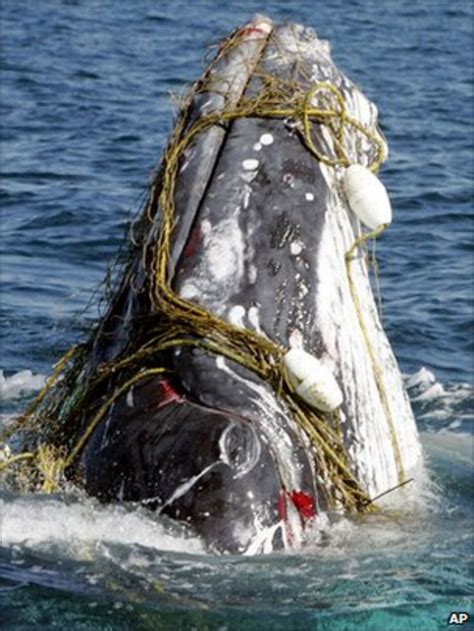 whaling meeting ignores needs of whales bbc news