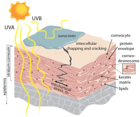 screening sunscreens protecting  biomechanical barrier  skin