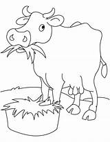Cow Eating Grass Coloring Pages Kids sketch template