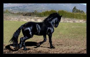 jet black friesian horse friesians photo  fanpop