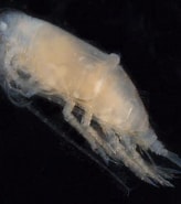 Afbeeldingsresultaten voor "scottocalanus Securifrons". Grootte: 164 x 185. Bron: www.zooplankton.no