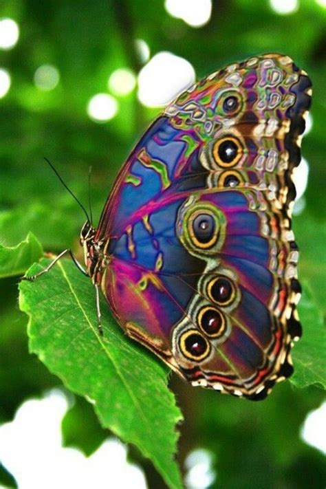 Butterfly Amazing Insect In 2021 Beautiful Butterflies Butterfly