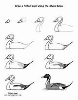 Drawing Pintail Duck Tail Lesson Printing Resolution Pdf High Exploringnature sketch template