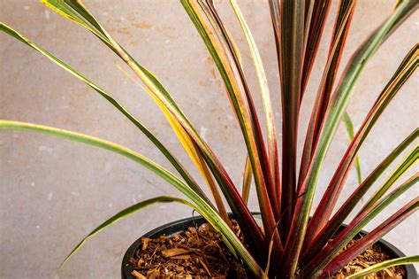 cordyline ti plant care growing guide