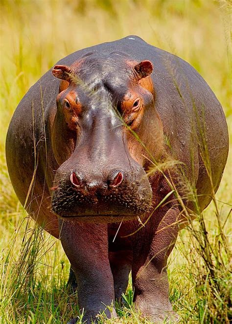 huge hippo facts complete guide   massive hippopotamus
