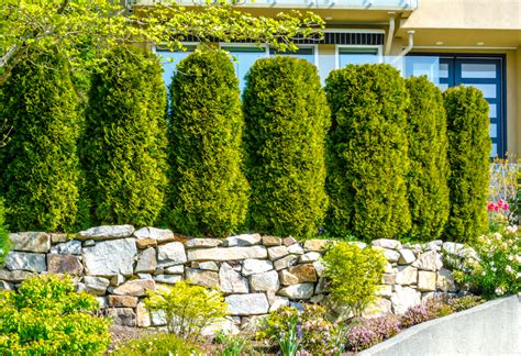 creating privacy hedges   customers space