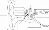 Ear Diagram Label Anatomy Human Parts Color Unlabeled Kids Body Hearing Labeled Worksheets Coloring Sense Blank Worksheet Science Labels Labeling sketch template