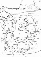 Coloring Bear Polar Swimming Pages Walrus Little Lars Book Seals Kids Printable Info Kleurplaat Animals Fun Supercoloring Choose Board sketch template