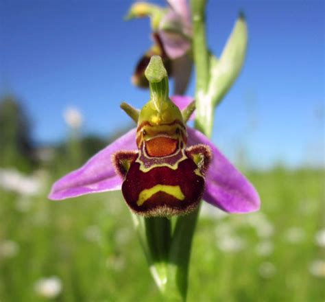 facts about the bee orchid orchids plus