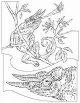 Chameleon Camaleonte Crocodile Maestra Insegnante Coloring2000 Geographic Coloriages Pyrography Menja Dacolorare sketch template