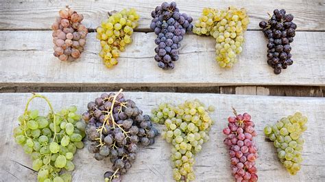 grape season   types  grapes    buy