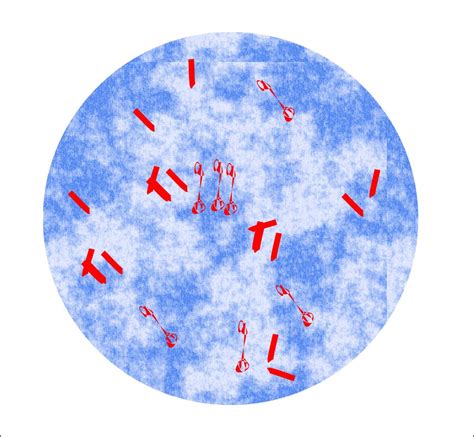 mycobacterium tuberculosis part  afb stain acid fast bacilli