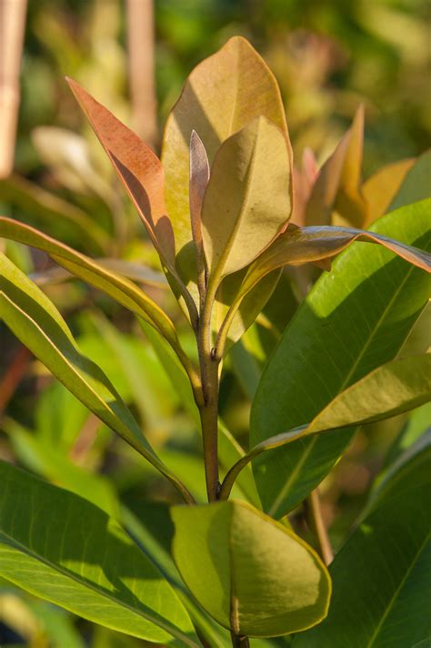 tristaniopsis laurina luscious plant profile
