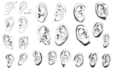ear studies  face drawing reference eye drawing drawing examples art drawings sketches
