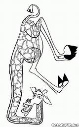 Melman Madagaskar Kolorowanki Madagascar Druku Kolorowanka żyrafa Giraffe Cartone Bajki Gia Colorkid Colorier Pingwiny Obrazek Bohaterami Bojanke Madagaskaru Tonteando Nazad sketch template