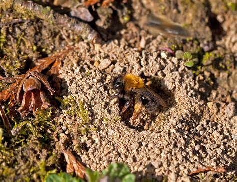 large anthill    ground bees nest manuka honey usa