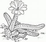 Cactusi Kaktus Desierto Saguaro Malvorlage Cactos Colorat Mexicano Echinocereus Planse Arizona Flower Florip Cacti Suculentas Flori Coloringme Supercoloring Graciosos Riscos sketch template