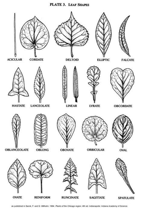 images  tree identification  pinterest  types  maple leaves