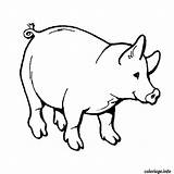 Cochon Coloriage Animaux Sanglier Cerdo Animales Sauvage Coloriages Dessins Chasseur Gratis sketch template