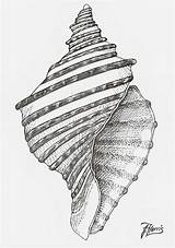 Drawing Conch Shell Harris Jim Drawings Paintingvalley 20th Uploaded October Which sketch template