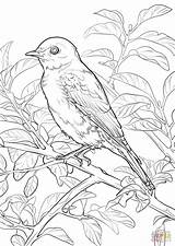 Coloring York Bluebird Eastern Bird State Pages Drawing Missouri Printable Birds Color Symbols Drawings Dot Supercoloring Categories sketch template