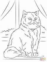 Colorear Gato Kot Persa Kucing Mewarnai Gatto Katzen Malvorlagen Kolorowanki Disegno Desenho Rysunek Perski Cats Kolorowanka Supercoloring Dzieci Druku Persiano sketch template