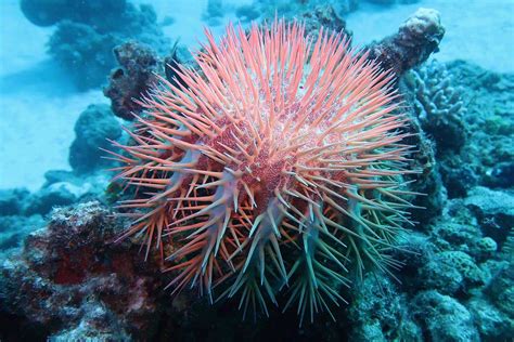 coral eating starfish threaten great barrier reef  scientist