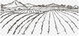 Sketch Field Crop Farmer Farmers Rice Vector Agriculture Drawing Paintingvalley sketch template