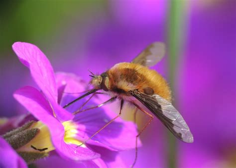 bee flies masters  disguise heart  england forest