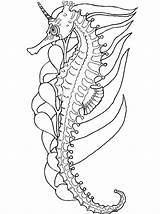 Seahorse Coloring Pages Print Adults sketch template