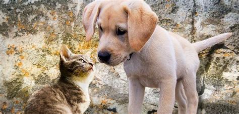 hond en kat samen  huis hulpvolle informatie wuuf